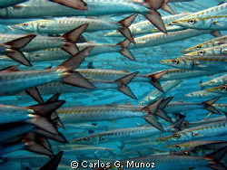 Bunch of Barracudas.
A large group of Barracudas quietly... by Carlos G. Munoz 
